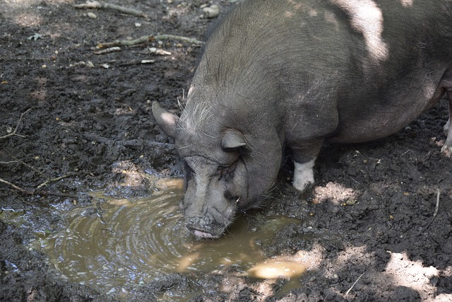 爱游戏中国:莱斯特城vs曼联:瓦尔迪、考迪首发,布鲁诺-费尔南德斯、德利赫特出战.